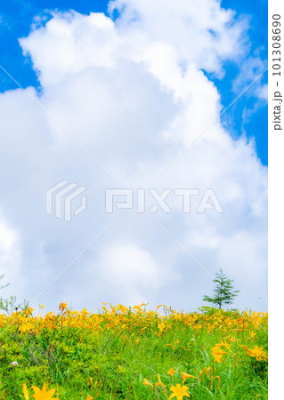 【夏素材】車山高原・霧ヶ峰に咲き乱れるニッコウキスゲ【長野県】 101308690