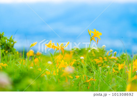 【夏素材】車山高原・霧ヶ峰に咲き乱れるニッコウキスゲ【長野県】 101308692