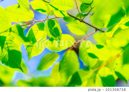 【初夏素材】新緑と青空【長野県】 【初夏素材】新緑と青空【長野県】 101308738
