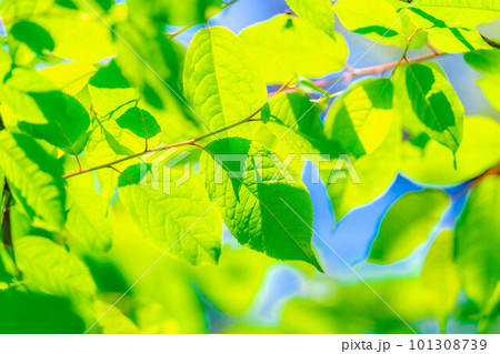 【初夏素材】新緑と青空【長野県】 【初夏素材】新緑と青空【長野県】 101308739