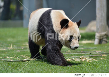 貫禄の永明ウオーキング 101308786