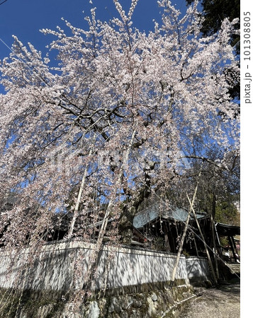枝垂桜 枝垂桜 101308805