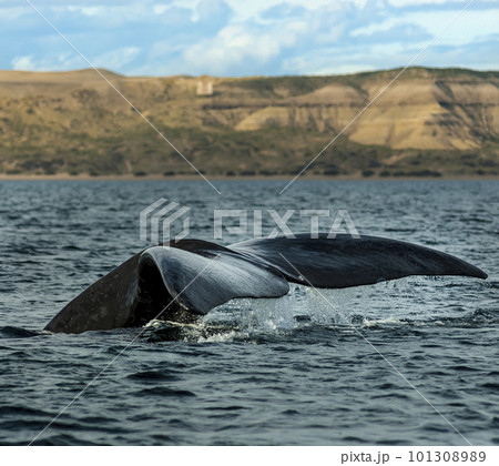 Whale Patagonia Argentina 101308989