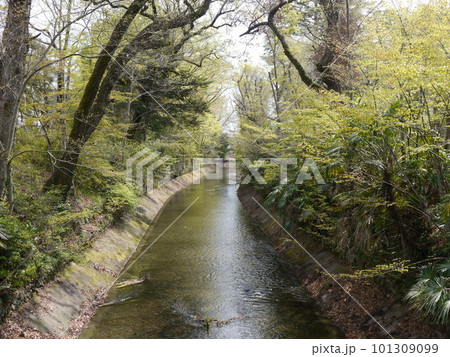 森の中を流れる小川(玉川上水:福生) 森の中を流れる小川(玉川上水:福生) 101309099