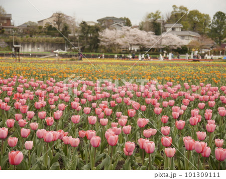 チューリップ畑（東京羽村、根がらみ前水田） 101309111