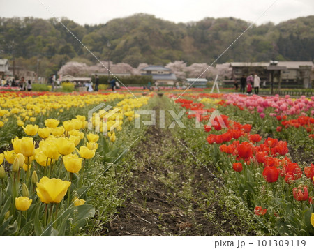 黄色と赤いチューリップのコラボレーション(東京羽村、根がらみ前水田) 黄色と赤いチューリップのコラボレーション(東京羽村、根がらみ前水田) 101309119