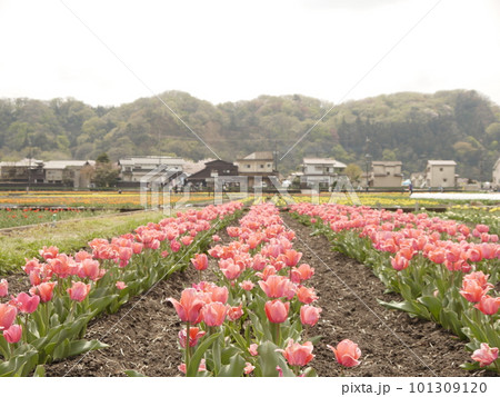 ピンクのチューリップ畑（東京羽村、根がらみ前水田） 101309120