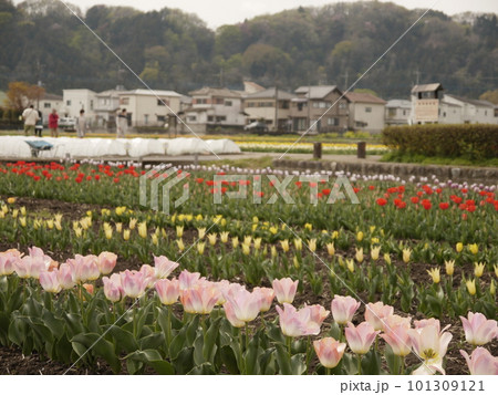 水田を利用したチューリップ畑（東京羽村、根がらみ前水田） 101309121