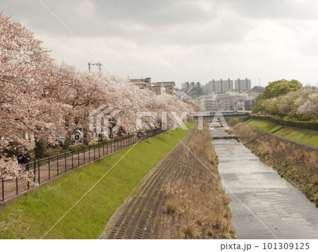 桜が満開になった乞田川沿いの遊歩道(東京・多摩) 桜が満開になった乞田川沿いの遊歩道(東京・多摩) 101309125