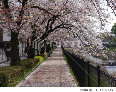 満開の桜のトンネルと川のある風景(東京多摩、乞田川) 満開の桜のトンネルと川のある風景(東京多摩、乞田川) 101309135