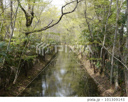 森の中の小川にかかる橋(玉川上水:福生) 森の中の小川にかかる橋(玉川上水:福生) 101309143