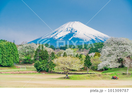 (静岡県)裾野市パノラマロード沿いのオオシマザクラと富士山 (静岡県)裾野市パノラマロード沿いのオオシマザクラと富士山 101309787