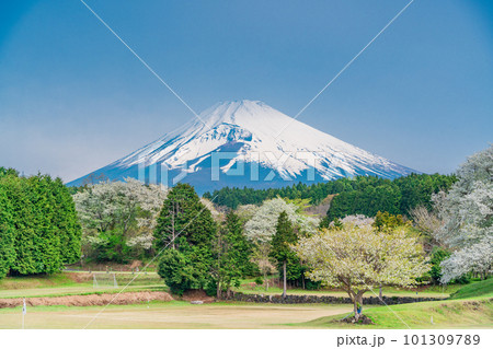 (静岡県)裾野市パノラマロード沿いのオオシマザクラと富士山 (静岡県)裾野市パノラマロード沿いのオオシマザクラと富士山 101309789
