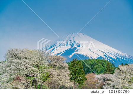（静岡県）裾野市パノラマロード沿いのオオシマザクラと富士山 101309790