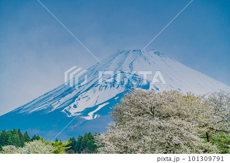 (静岡県)裾野市パノラマロード沿いのオオシマザクラと富士山 (静岡県)裾野市パノラマロード沿いのオオシマザクラと富士山 101309791