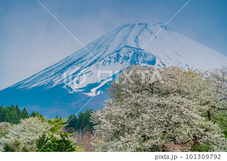 (静岡県)裾野市パノラマロード沿いのオオシマザクラと富士山 (静岡県)裾野市パノラマロード沿いのオオシマザクラと富士山 101309792