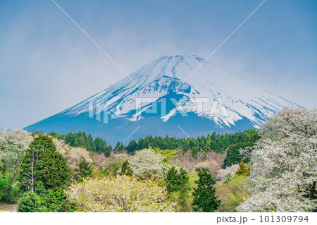 （静岡県）裾野市パノラマロード沿いのオオシマザクラと富士山 101309794