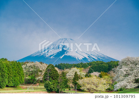 (静岡県)裾野市パノラマロード沿いのオオシマザクラと富士山 (静岡県)裾野市パノラマロード沿いのオオシマザクラと富士山 101309795