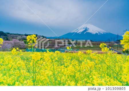 (静岡県)裾野市パノラマロードの菜の花畑越しに富士山 (静岡県)裾野市パノラマロードの菜の花畑越しに富士山 101309805
