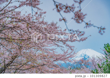 （静岡県）裾野市パノラマロード沿いの桜と富士山 101309827
