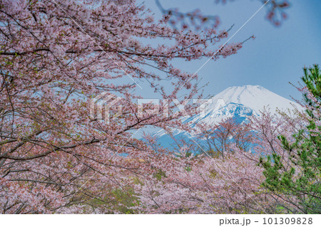 (静岡県)裾野市パノラマロード沿いの桜と富士山 (静岡県)裾野市パノラマロード沿いの桜と富士山 101309828