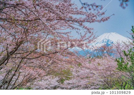 (静岡県)裾野市パノラマロード沿いの桜と富士山 (静岡県)裾野市パノラマロード沿いの桜と富士山 101309829