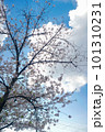 桜と空 101310231