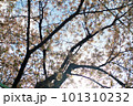春爛漫 101310232