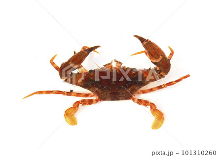 ワタリガニ科の一種 おそらくアカイシガニ ワタリガニ科の一種 おそらくアカイシガニ 101310260