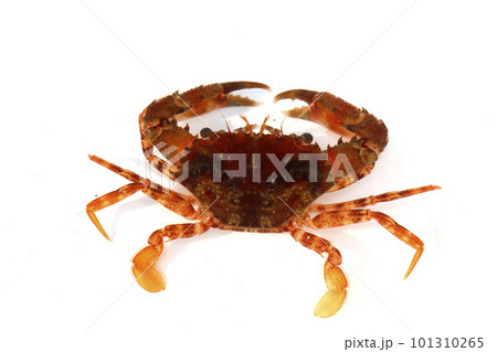 ワタリガニ科の一種 おそらくアカイシガニ ワタリガニ科の一種 おそらくアカイシガニ 101310265