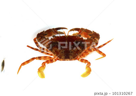 ワタリガニ科の一種 おそらくアカイシガニ ワタリガニ科の一種 おそらくアカイシガニ 101310267