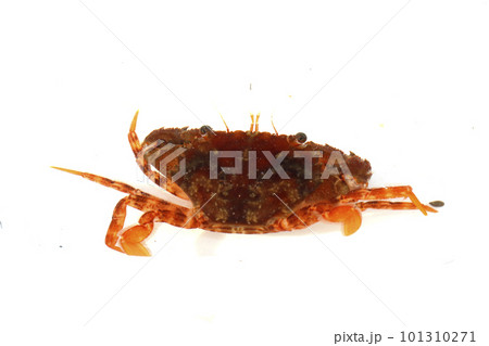 ワタリガニ科の一種 おそらくアカイシガニ ワタリガニ科の一種 おそらくアカイシガニ 101310271