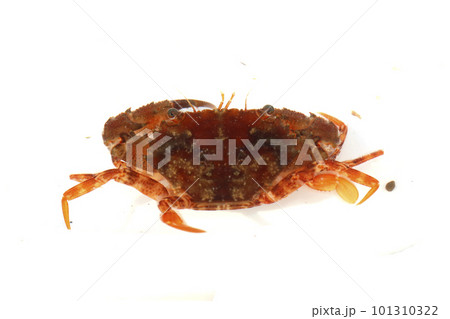 ワタリガニ科の一種　おそらくアカイシガニ 101310322