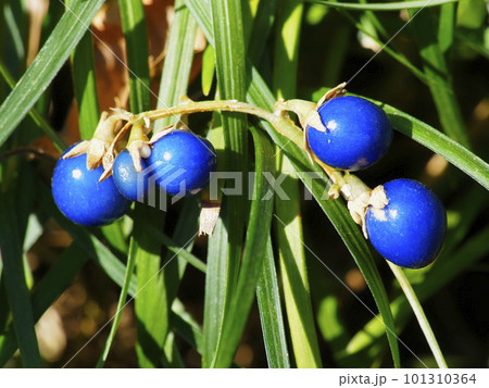 ジャノヒゲの実 ジャノヒゲの実 101310364