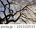 本満寺枝垂桜 101310533