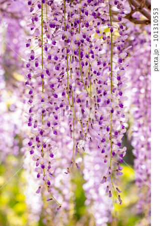 高野花見山の藤の花 高野花見山の藤の花 101310553