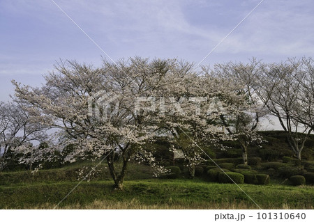 山之口古墳　R5年桜 101310640