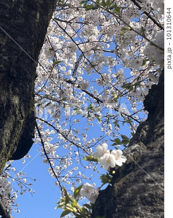 春爛漫 五条川の桜 春爛漫 五条川の桜 101310644
