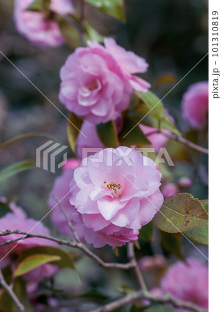 ツバキ(スプリング・フェスティバル)_5196 ツバキ(スプリング・フェスティバル)_5196 101310819