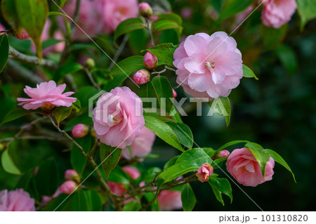 ツバキ(スプリング・フェスティバル)_5568 ツバキ(スプリング・フェスティバル)_5568 101310820