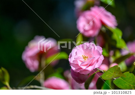 ツバキ(スプリング・フェスティバル)_4492 ツバキ(スプリング・フェスティバル)_4492 101310825