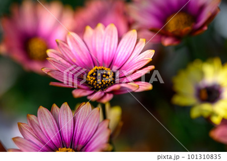 オステオスペルマム・オレンジサンセット_5356 オステオスペルマム・オレンジサンセット_5356 101310835