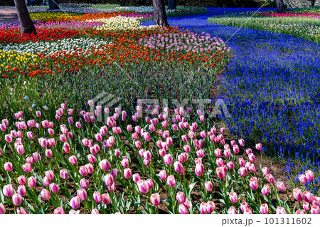 国営ひたち海浜公園のチューリップ 101311602