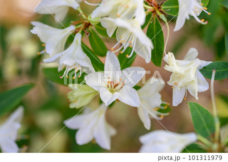 ヒカゲツツジ_4808 101311979