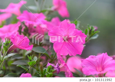 ペチュニア（スーパーチュニア・ビスタ・パープル）_0966 101311992