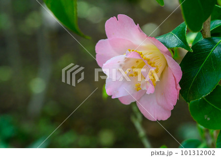 ヤマツバキ（デミタス・ピンク）_5445 101312002