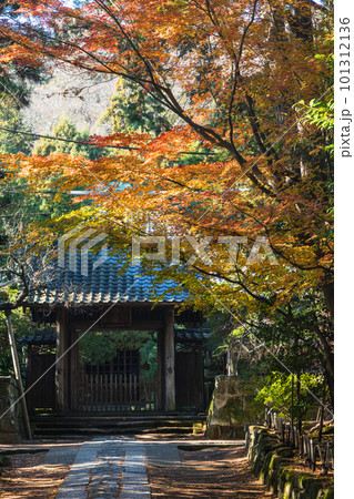日本 神奈川県鎌倉市にある寿福寺の総門から中門までの参道と紅葉 日本 神奈川県鎌倉市にある寿福寺の総門から中門までの参道と紅葉 101312136