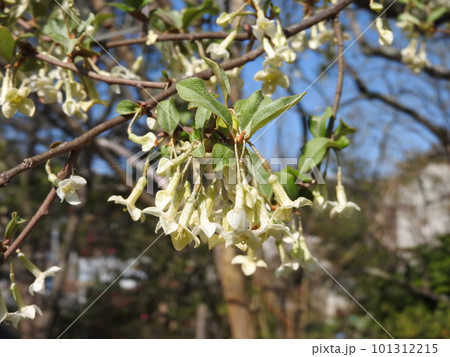 満開のグミの花 満開のグミの花 101312215