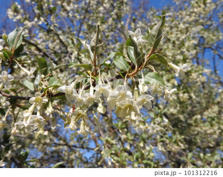 満開のグミの花 101312216