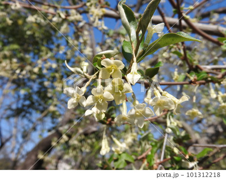 満開のグミの花 満開のグミの花 101312218